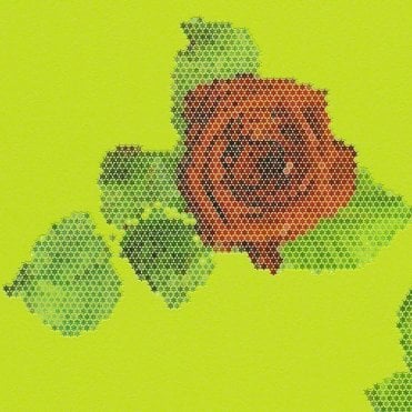 AS Creation | Lars Contzen Rendez-Vous Roses Lime Wallpaper| 94407-2